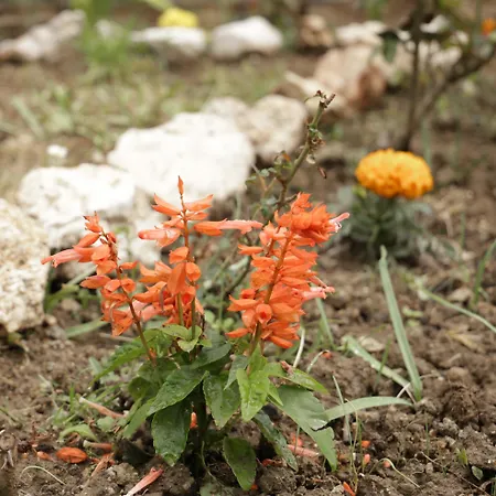 Апартаменты Gardelis Gardens